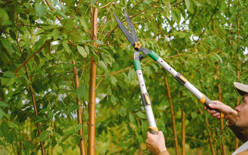 Tree trimming in Wasilla, AK